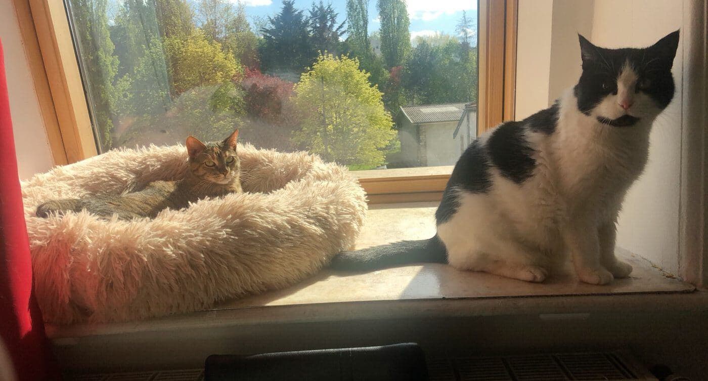 Deux chats détendus à la fenêtre - garde de chat à domicile CelliaCare