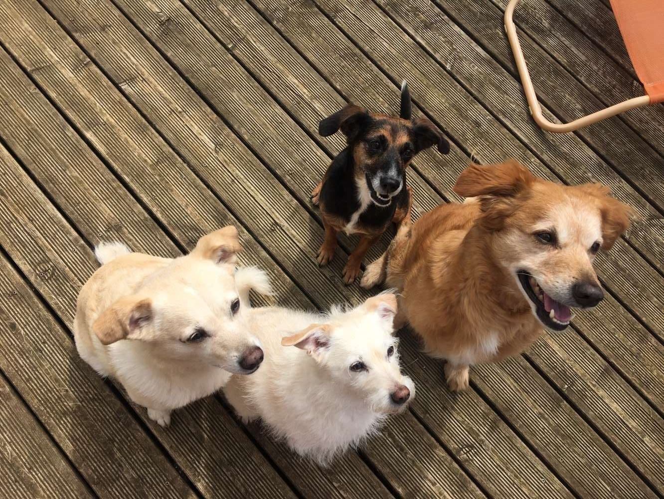 Quatre chiens sur une terrasse attendent leur balade - garde de chien à domicile CelliaCare